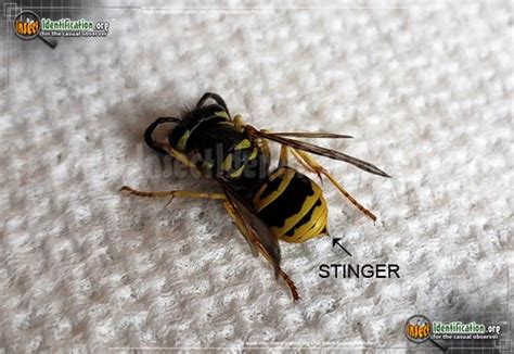 Eastern Yellowjacket