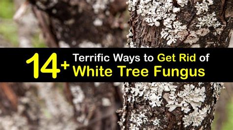 Eliminating Powdery Mildew on Tree Bark - Get Rid of White Tree Fungus