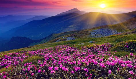 Beautiful Spring Wallpaper 4K APK für Android herunterladen