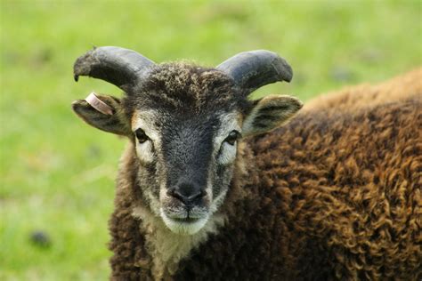 A rare breed Soay sheep at Flag Fen. | Rare breed, Scottish animals ...