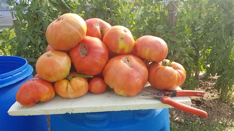 Tomato Harvest – My Chilli Garden