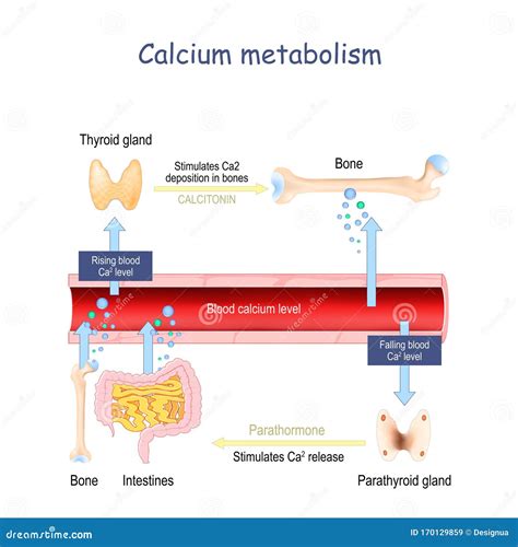 Calcium Metabolism, and Impact on Human Organs. Vitamin D Deficiency ...