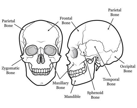 Human Skull Front View Diagram