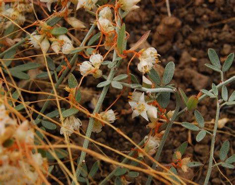 Dodder - Native Plants - CSU Channel Islands