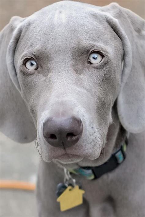 Weimaraner Blue Eyes