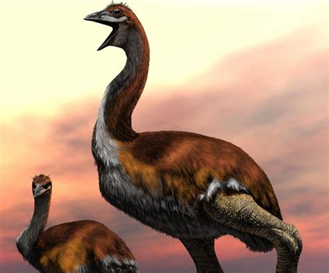 Largest Bird To Ever Exist Discovered, An Extinct "Dinosaur Bird"