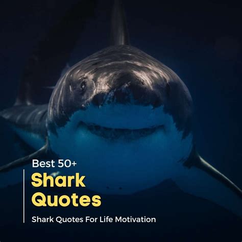 50+ Shark Quotes For Life Motivation | Quotesmasala