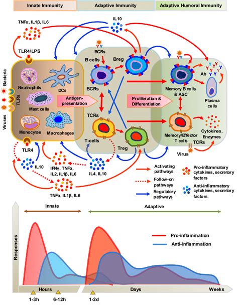 A simplified schematic diagram of the innate and adaptive immune ...