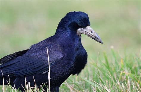 Rook - Sentinel Of The Farmlands