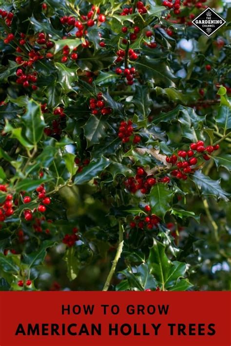 How to Grow an American Holly Tree - Gardening Channel