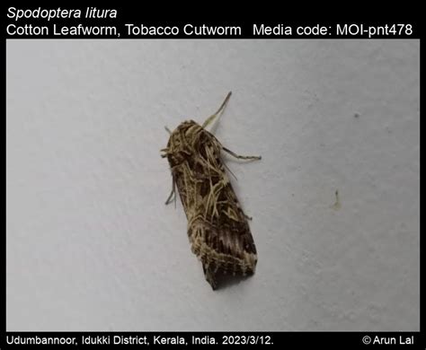 Spodoptera litura (Fabricius, 1775) - Cotton Leafworm, Tobacco Cutworm | Moths