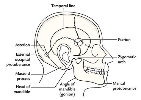 Anatomy Mental Region - Anatomical Charts & Posters