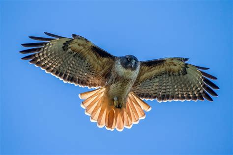 Red Tail Hawk Photograph by Pierre Leclerc Photography - Fine Art America