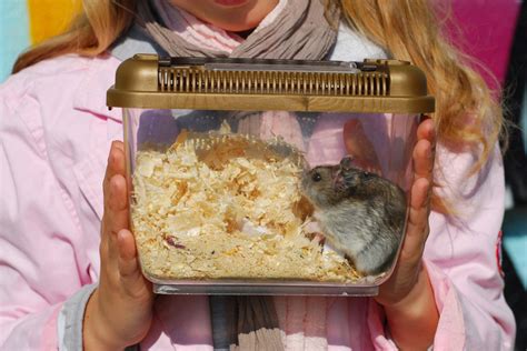 Best Hamster Travel Carriers & Cages [Top 10 Products Reviewed] | Pet Comments