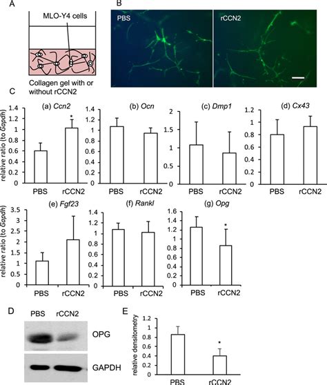 Gene expression of osteocyte markers and OPG production in MLO-Y4 cells... | Download Scientific ...