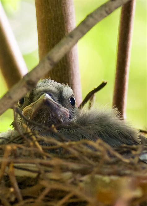 Blue Jay nest within reaching distance - PentaxForums.com