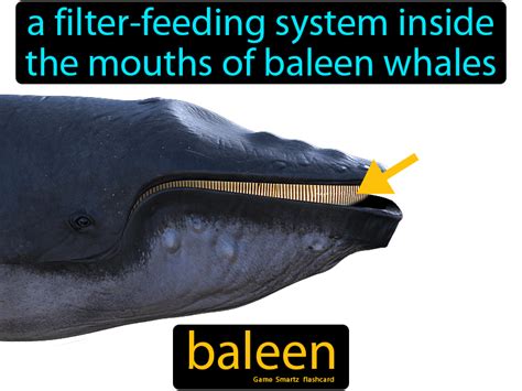 Baleen Definition & Image | GameSmartz