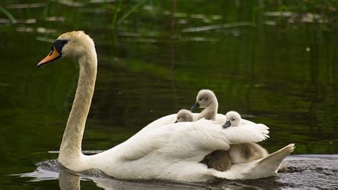 Swan with Baby Swimming in Water Bird [] for your , Mobile & Tablet. Explore Swan . Vintage Swan ...