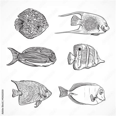 Collection of tropical fish.Vintage set ofhand drawn marine fauna ...