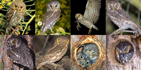 Elf Owl (Micrathene whitneyi) - Information, Pictures, Sounds - The Owl ...