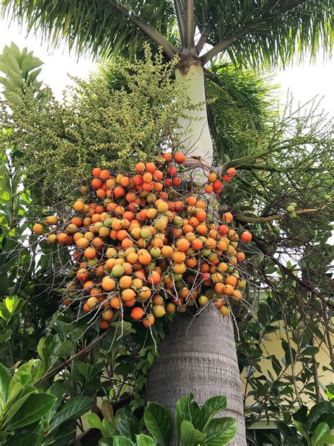 Foxtail Palm Seed Pods: To Cut or Not to Cut? - ArtisTree ArtisTree