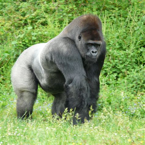 PICTURES OF SILVERBACK GORILLIAS | Proud Silverback Gorilla 2048 x 2048 ...