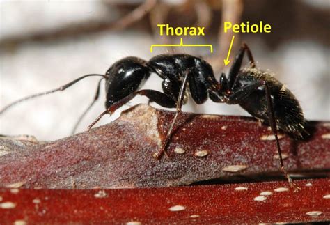 Carpenter ants | UMN Extension