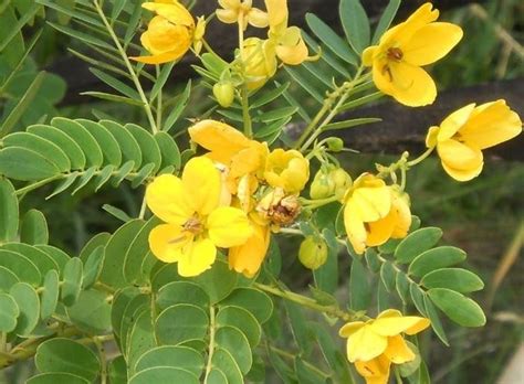 Cassia plant - Complete Gardering