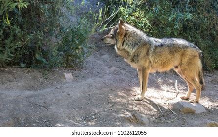 159 Endangered Mexican Gray Wolf Images, Stock Photos & Vectors ...