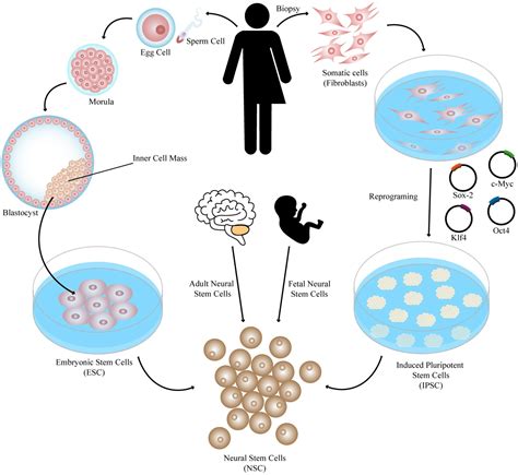 Frontiers | Successes and Hurdles in Stem Cells Application and ...