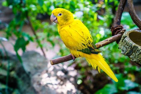 Yellow parrot stock image. Image of branch, species - 254792253