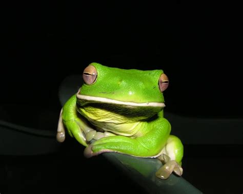 White-lipped tree frog - Facts, Diet, Habitat & Pictures on Animalia.bio