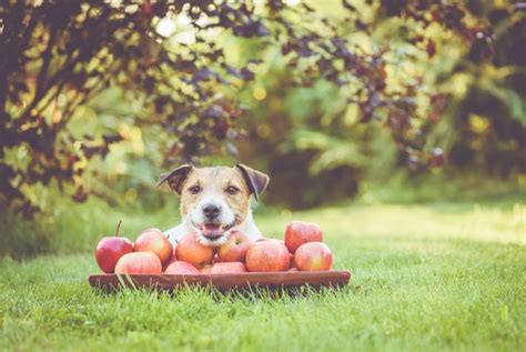 Can Dogs Eat Apples?