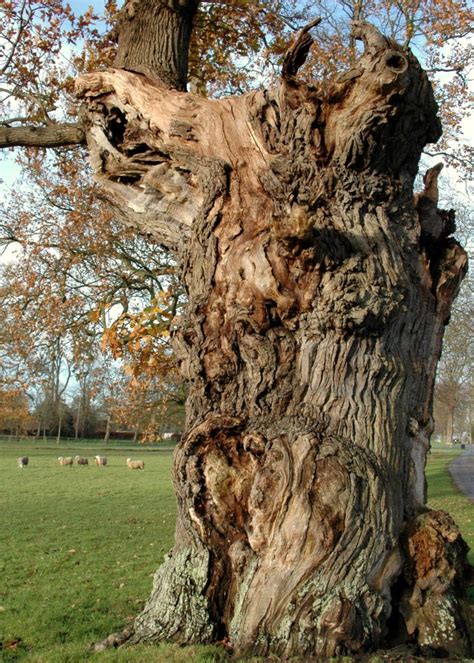 Europe’s largest collection of ancient oaks recorded in UK | Shropshire Star