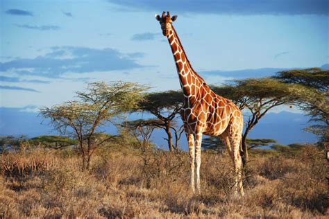 Genetic Analysis Reveals Four Distinct Giraffe Species Instead of One ...