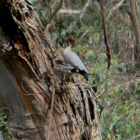 Australian Wood Duck Nesting | Project Noah