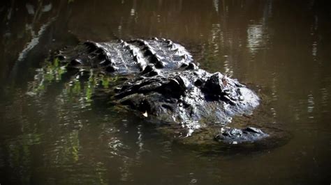 How to Survive an Alligator Attack Video - ABC News