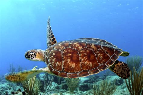 Interesting Green Sea Turtle Facts