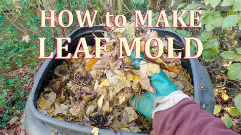 How to make Leaf Mould (Mold) the Easy Way - YouTube