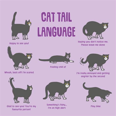 Cat Tail Language: The Meaning of Your Feline’s Different Tail Wags - BEACONPET