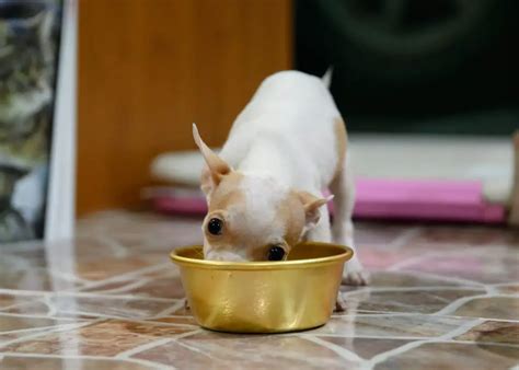 The Best Dog Food for Chihuahuas: Reviews and Ratings of the Top Wet and Dry Brands in 2021