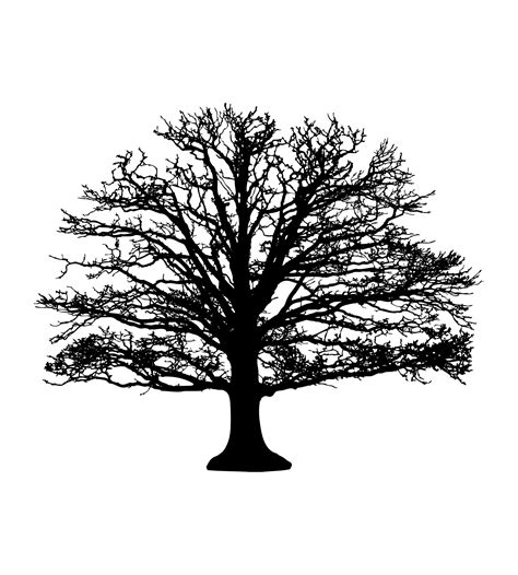 Tree Silhouette Free Stock Photo - Public Domain Pictures