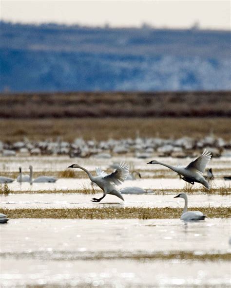 Free picture: swans, flight, lake