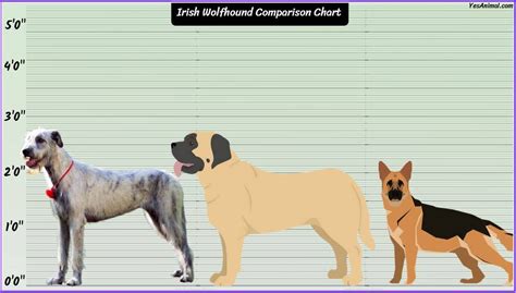 Irish Wolfhound Size: How Big Are They Compared To Others?