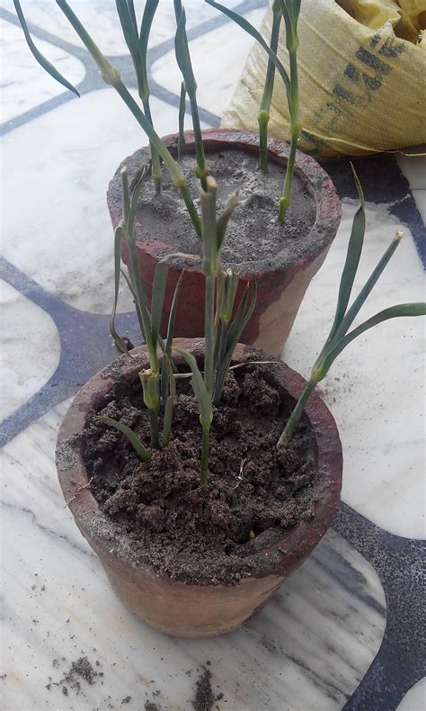 CARNATION CUTTINGS PLANTED IN POTS GROWING CARNATION FROM FLOWER STEM CUTTINGS | GARDENING FOR ...