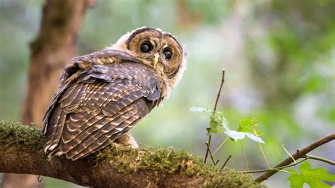 Northern Spotted Owls Bullied Onto California's Threatened Species List ...