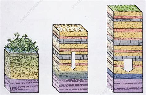 Coal formation, illustration - Stock Image - C053/6079 - Science Photo ...