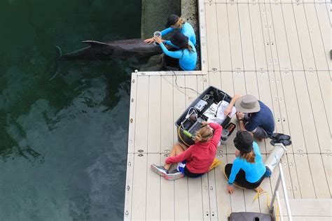 Dolphin Quest Oahu Hosts University Level Scientists To Help Save Dolphin Species | Dolphin Quest