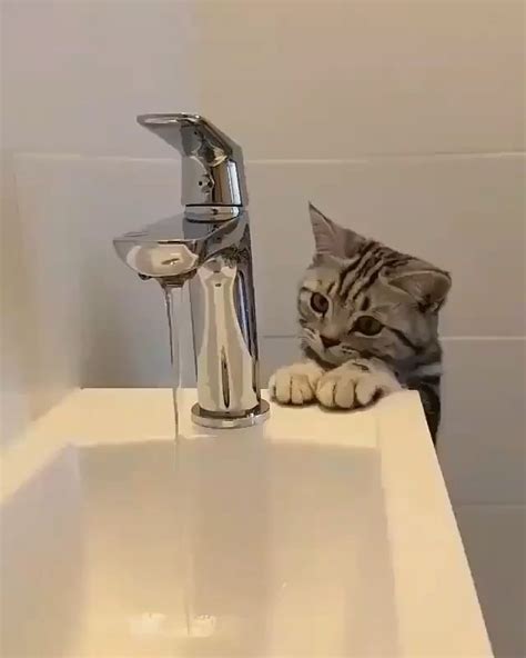 cat loves water [Video] | Cats, Kittens cutest, Kittens