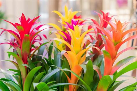 Bromeliad: types, cultivation & care - Plantura